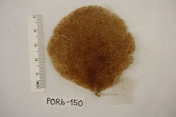Media type: image;   Invertebrate Zoology PORb-150 Description: Preserved specimen.;